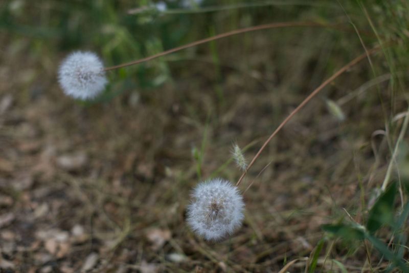 Dandelions in Upper Bidwell Park, 2017