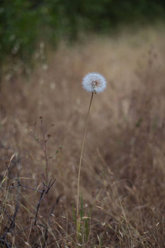 Dandelions in Upper Bidwell Park, 2017