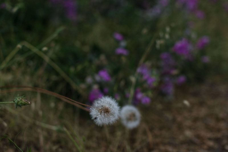 Dandelions in Upper Bidwell Park, 2017