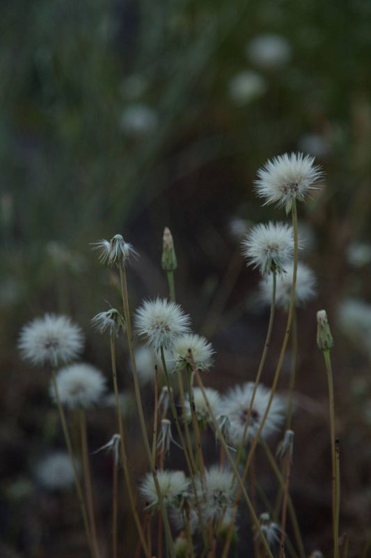 Dandelions in Upper Bidwell Park, 2017