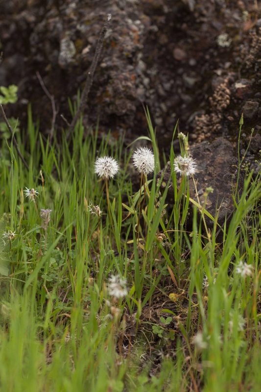 Dandelions in Upper Bidwell Park, 2017