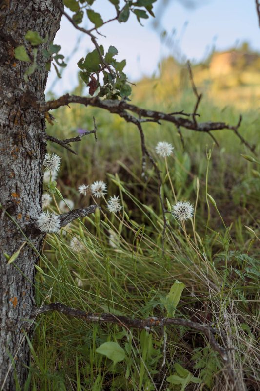 Dandelions in Upper Bidwell Park, 2017