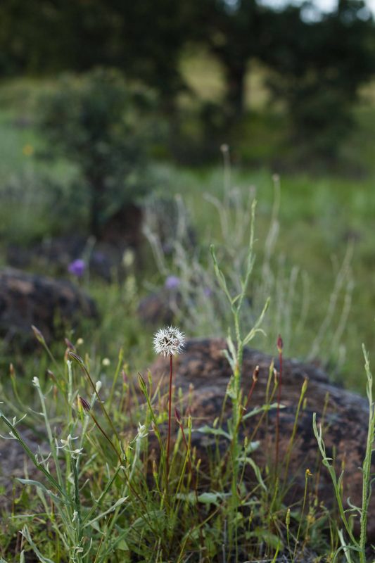 Dandelions in Upper Bidwell Park, 2017