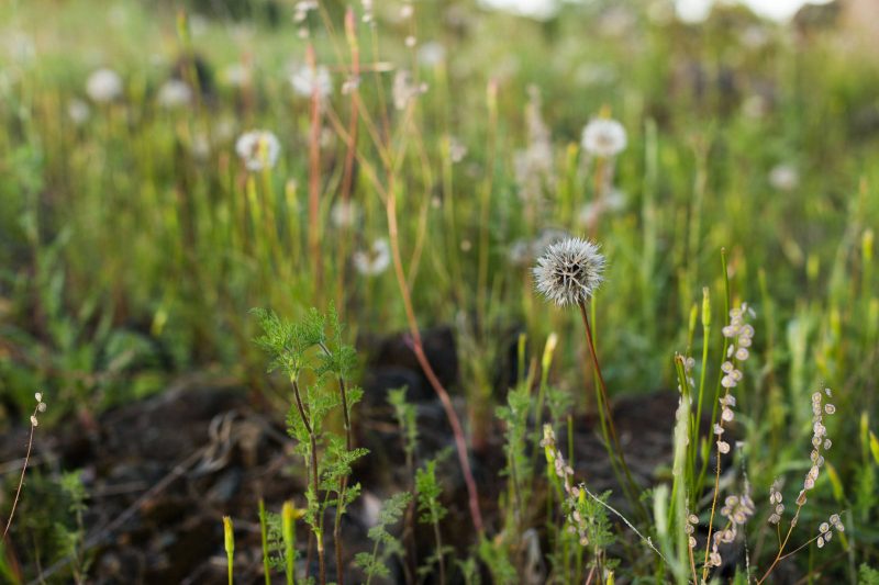 Dandelions in Upper Bidwell Park, 2017