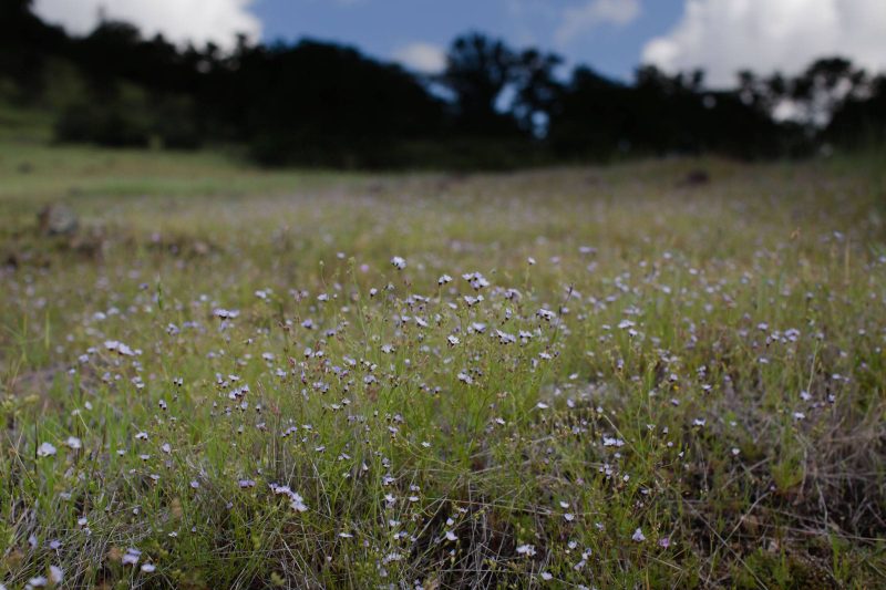 Dandelions in Upper Bidwell Park, 2017