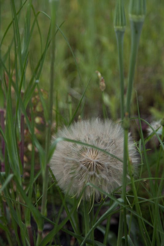 Giant Dandelions in Upper Bidwell Park, 2017