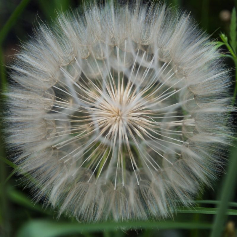 Close-up of Giant Dandelions in Upper Bidwell Park, 2017