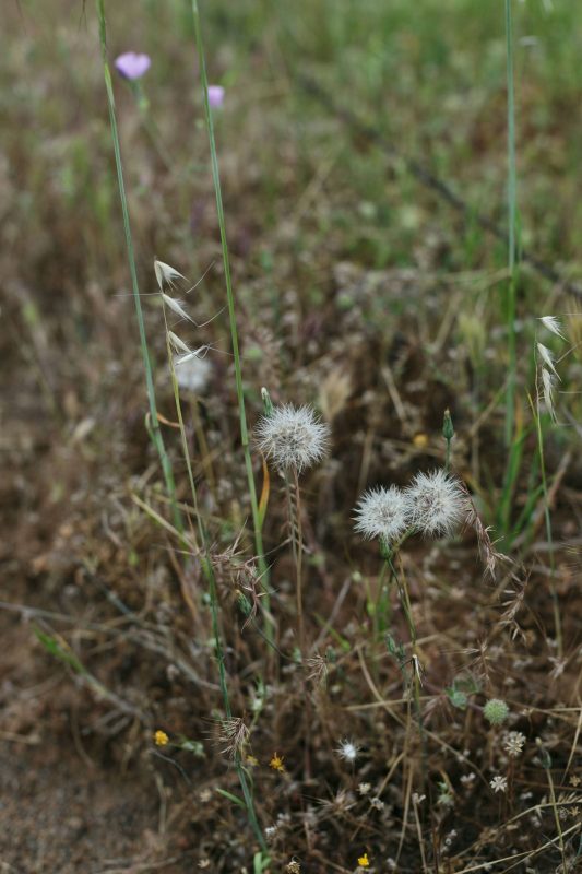 Dandelions in Upper Bidwell Park, 2016