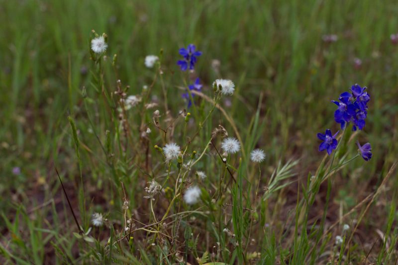 Dandelions in Upper Bidwell Park, 2016