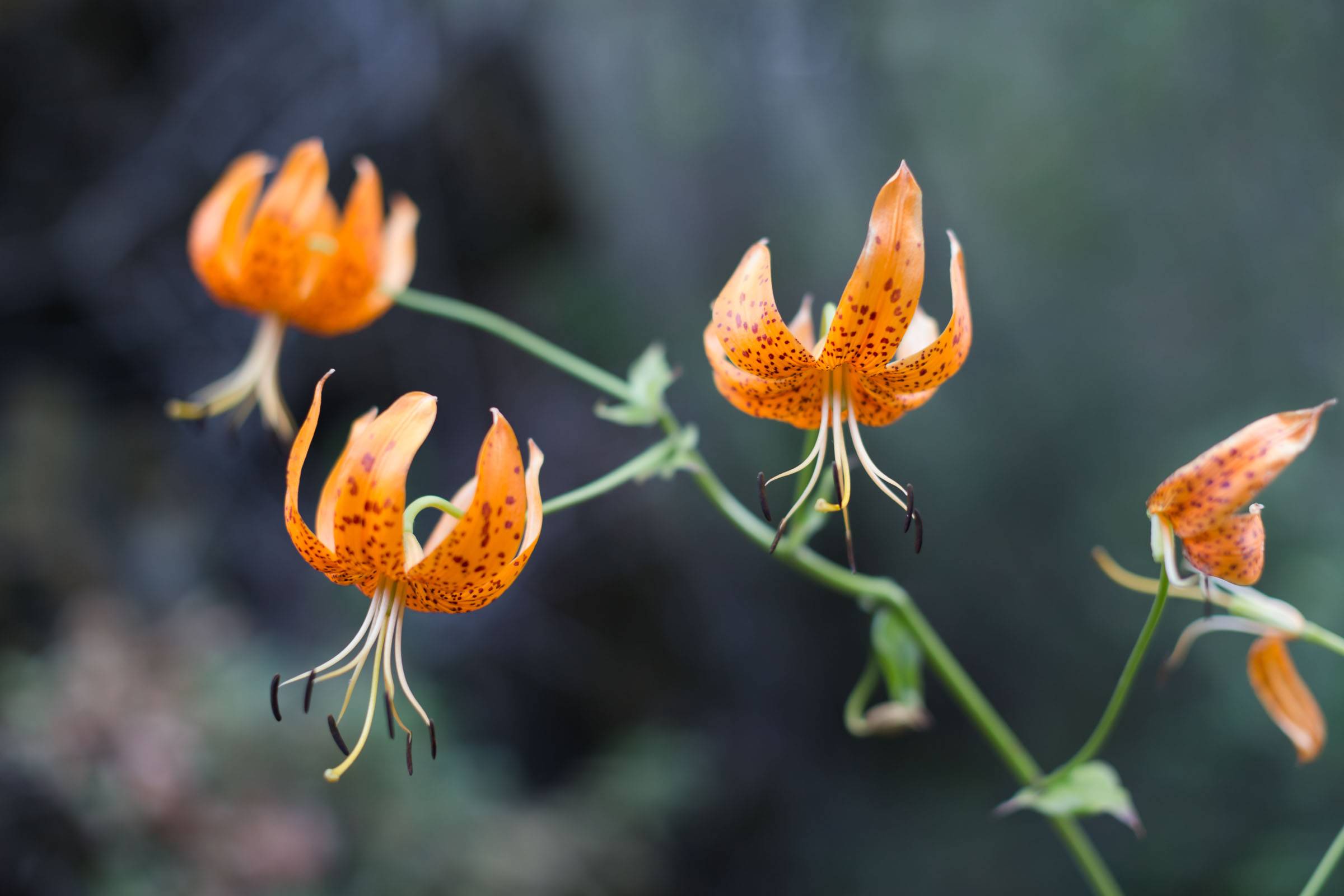 The last bloom, the Humboldt lily!