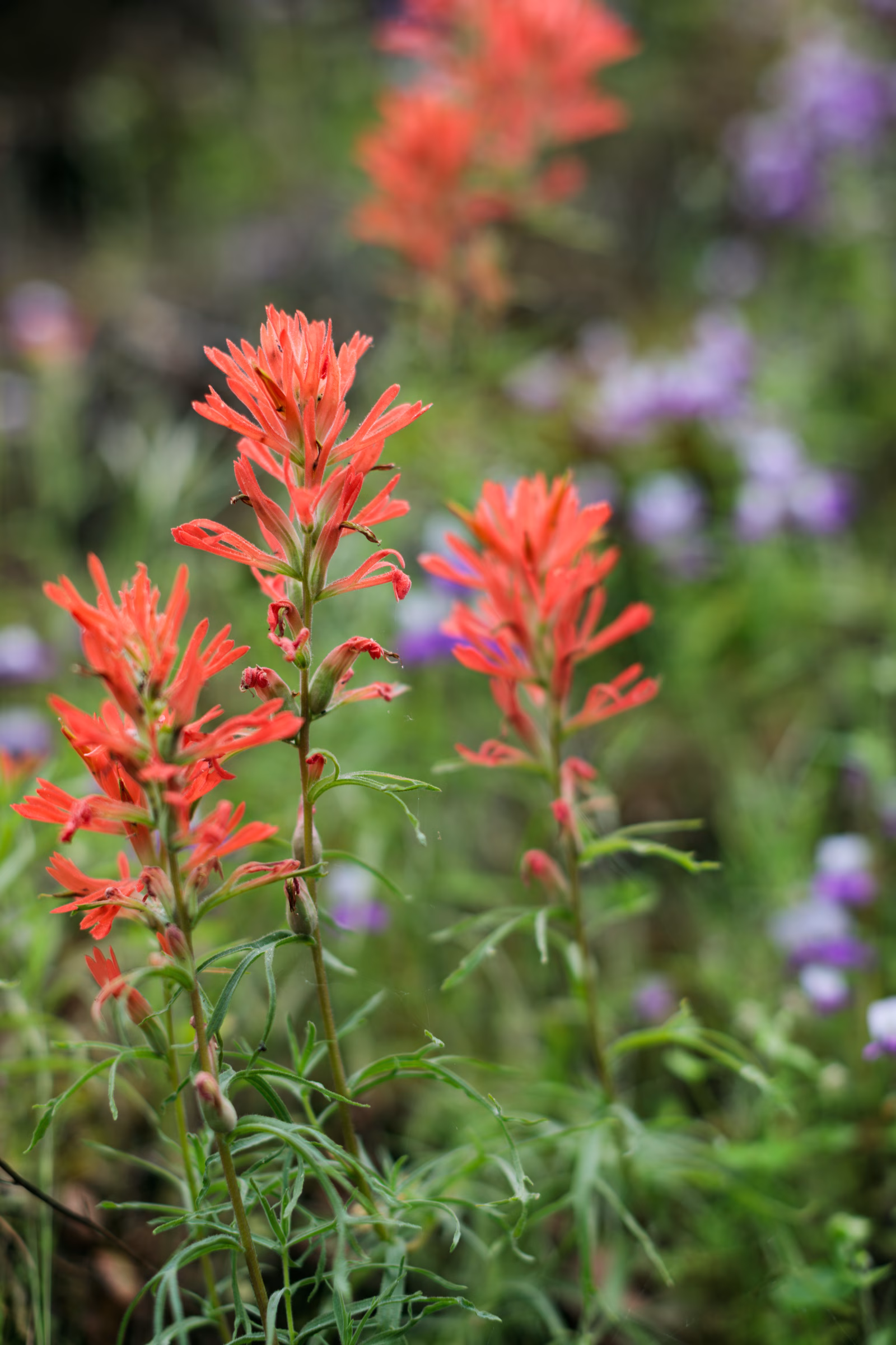 Indian Paintbrush with Chinese houses in the background on a hillside - South Rim Trail - Upper Bidwell Park, 2025.