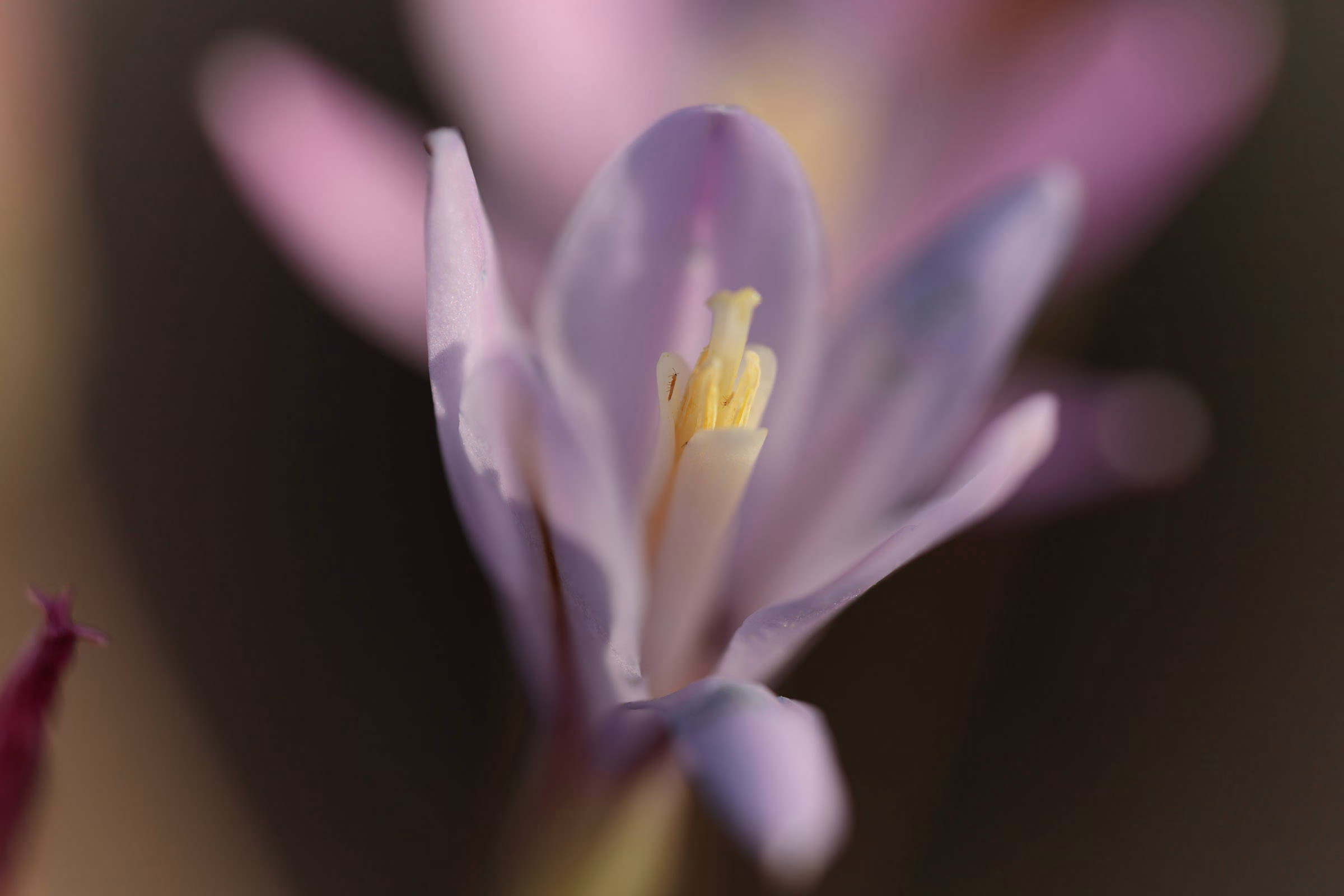 Insect on lily near sunset, 2019