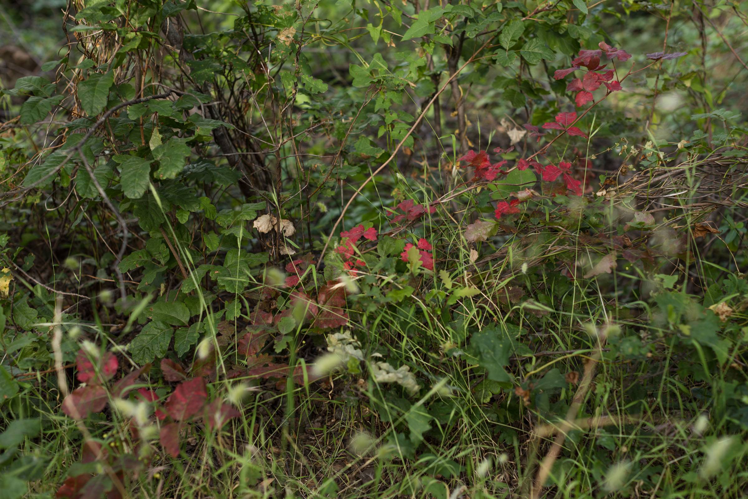 Poison Oak in Upper Bidwell Park