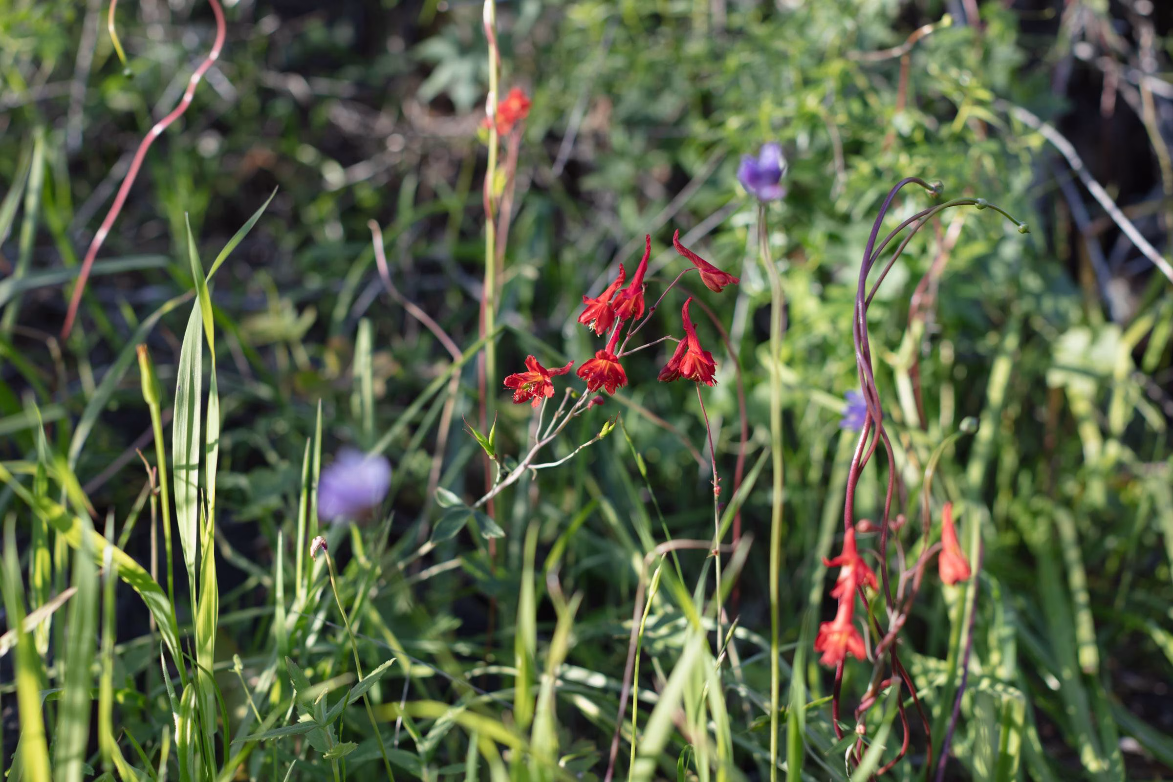 Red larkspur in grasses, 2023