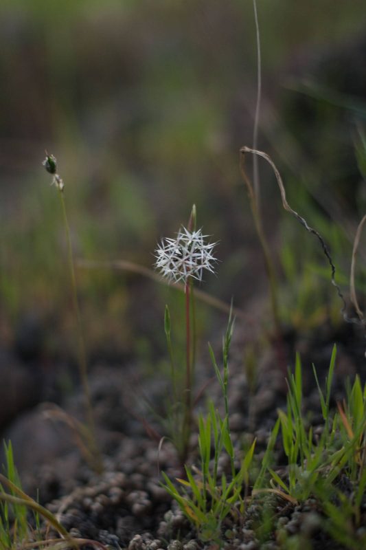 Silverpuffs in Upper Bidwell Park, 2016