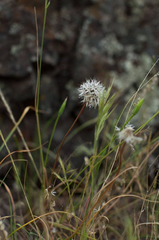 Silverpuffs in Upper Bidwell Park, 2016