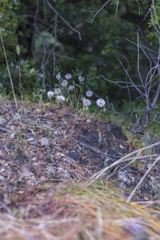 Silverpuffs in Upper Bidwell Park, 2016