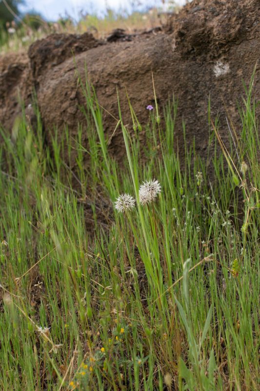 Silverpuffs in Upper Bidwell Park, 2016