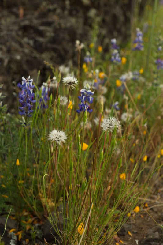 Silverpuffs in Upper Bidwell Park, 2016