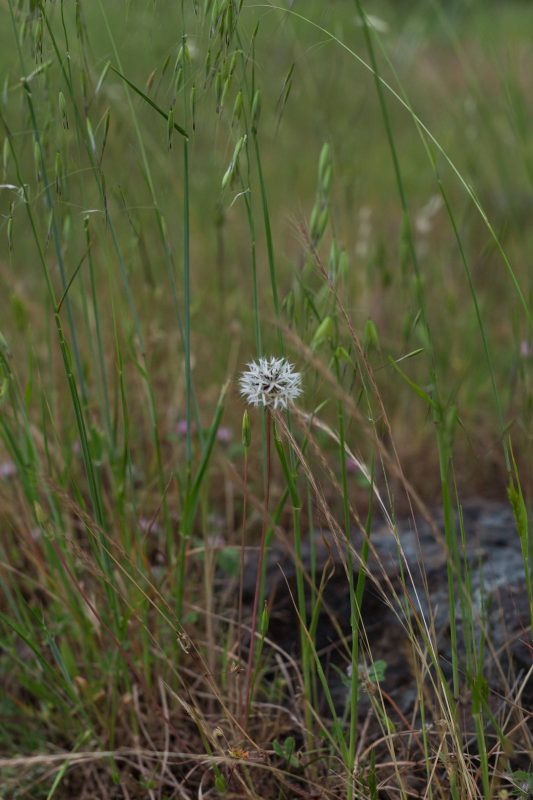 Silverpuffs in Upper Bidwell Park, 2016