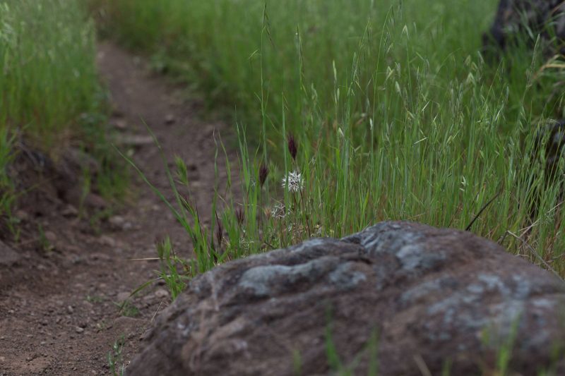 Silverpuffs in Upper Bidwell Park, 2016