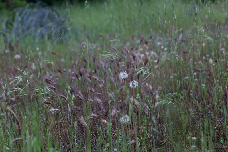 Silverpuffs in Upper Bidwell Park, 2016