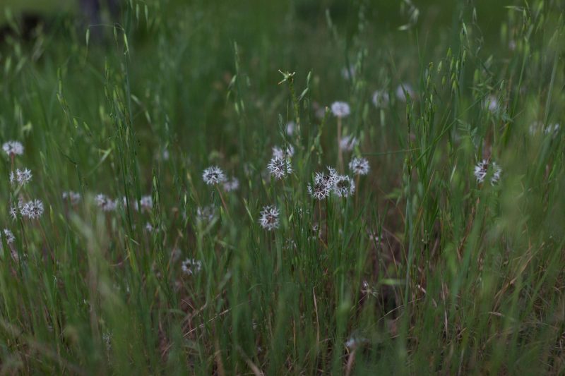 Silverpuffs in Upper Bidwell Park, 2016