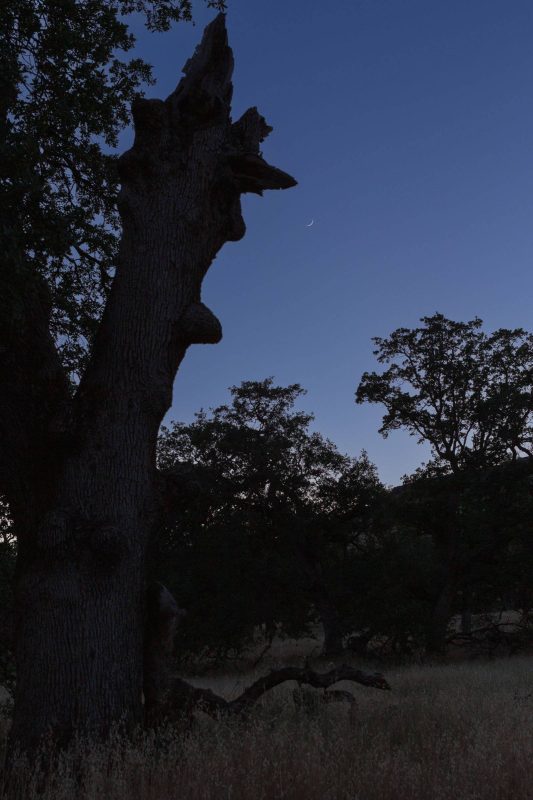 A view of the Waxing Crescent moon at sunset from the main park road in Upper Bidwell Park