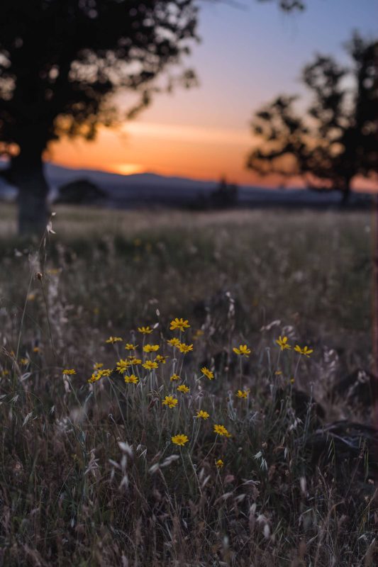 Sunflowers at sunset along North Rim trail