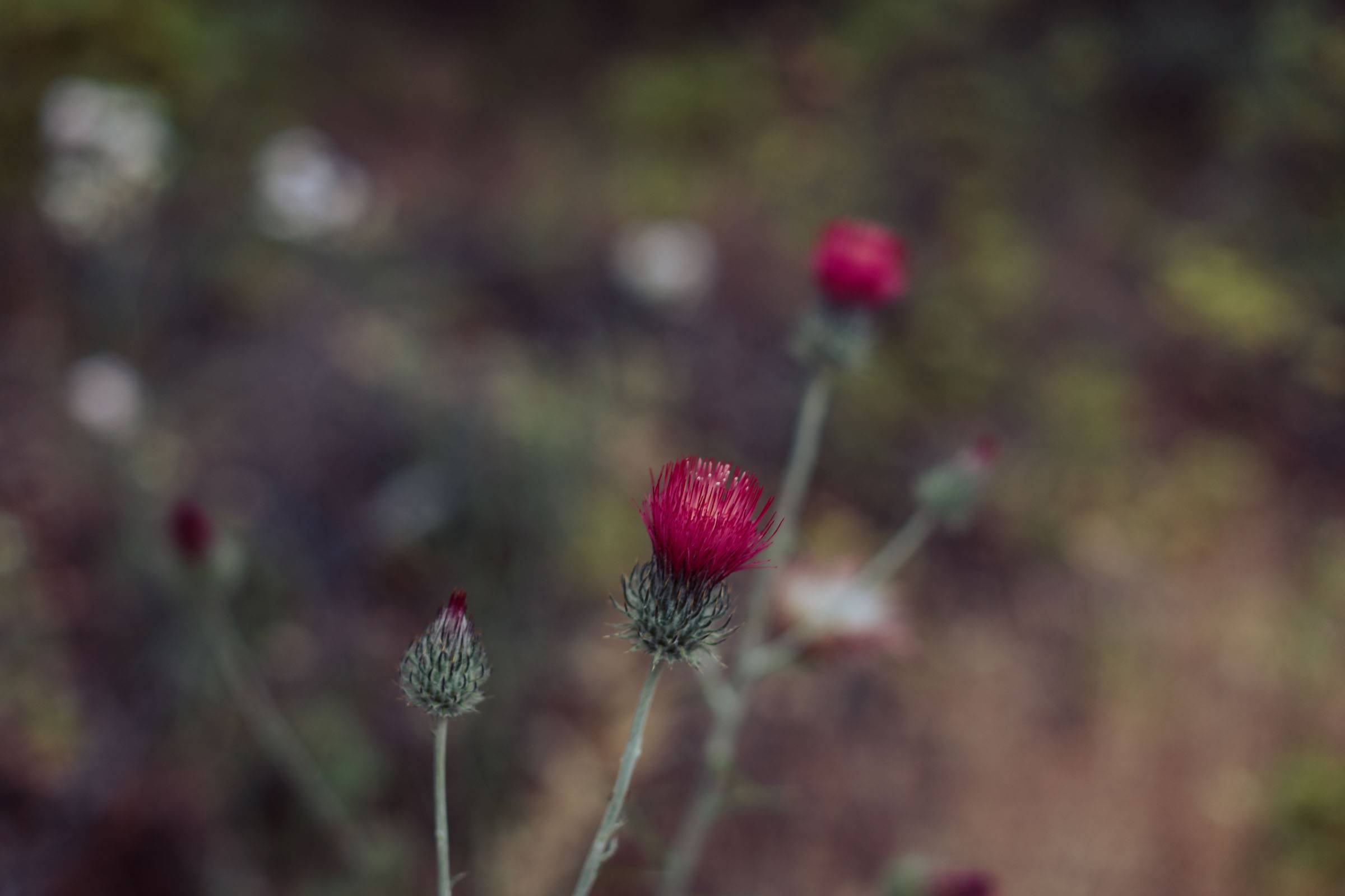 Thistle Blooms - Bidwell Park Wildflowers