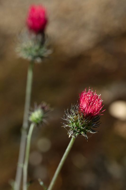 Bright colored thistle, Upper Bidwell Park, 2023