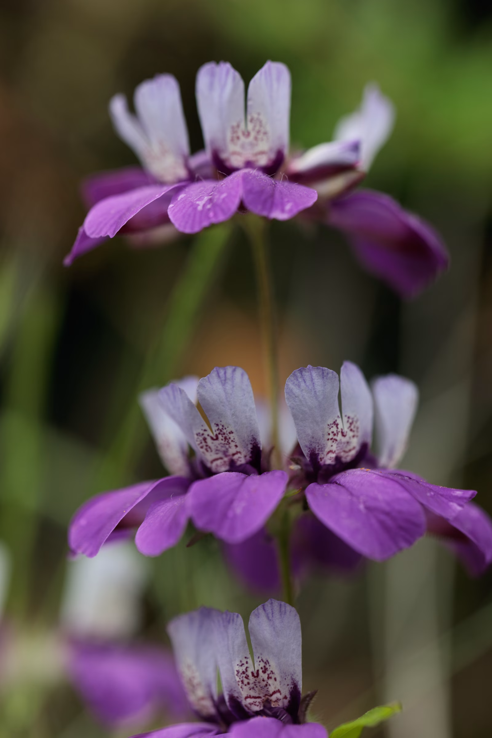 Chinese houses up close - South Rim trail, Upper Bidwell Park, 2025.