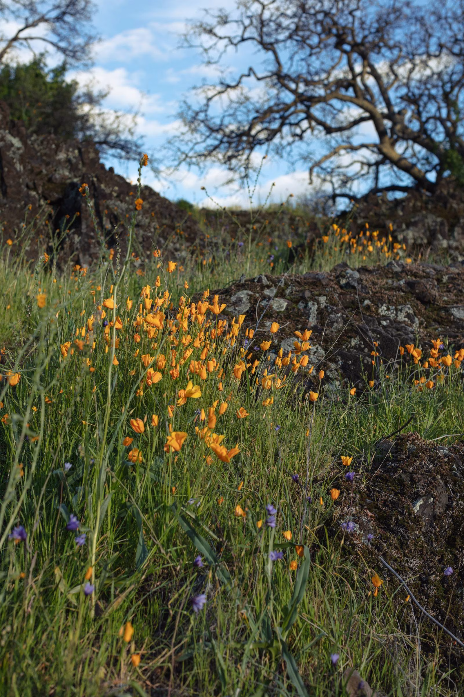 Colorful poppies contrast the blue-sky background in this uphill image, 2023.