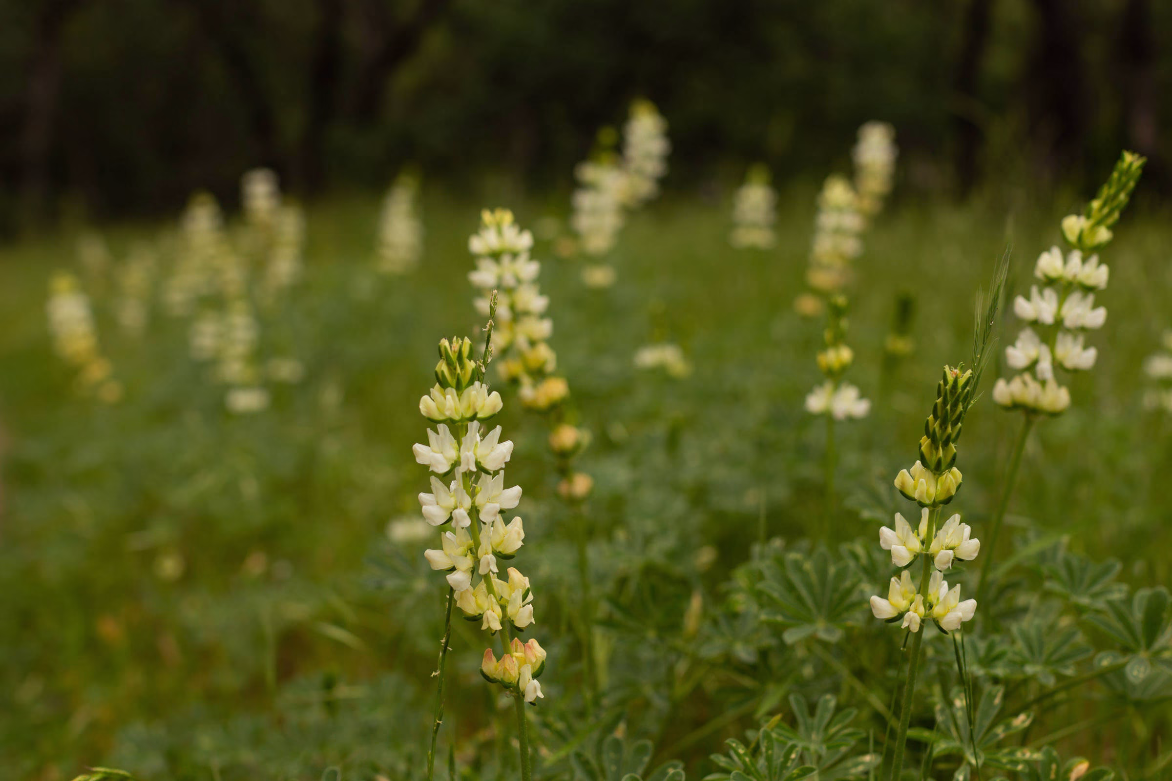 White Whorled lupine below the park road and along the Yahi trail, 2019
