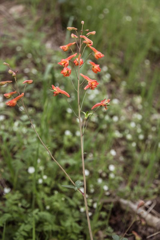 Red larkspur just off a lower portion of the Yahi Trail in Upper Bidwell Park.