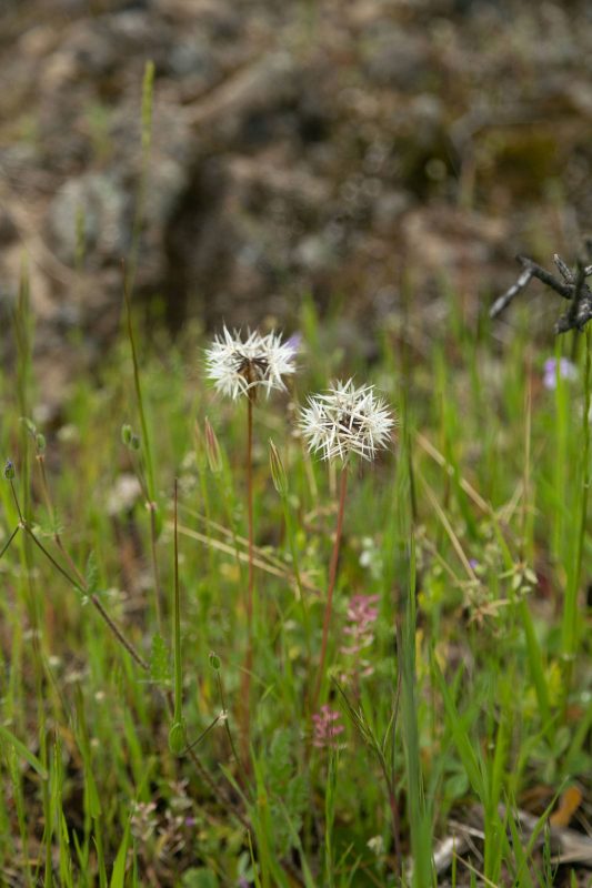 Dandelions in Upper Bidwell Park, 2013.