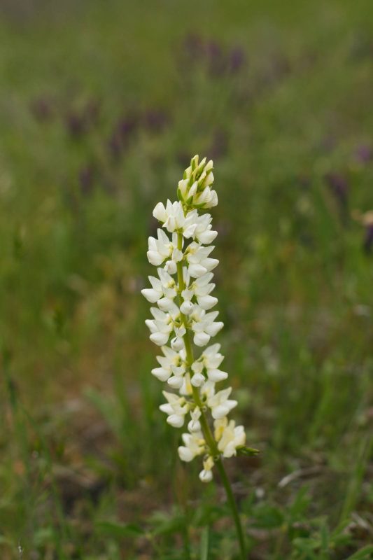 From along the Yahi trail, White-whorled lupine, 20-13