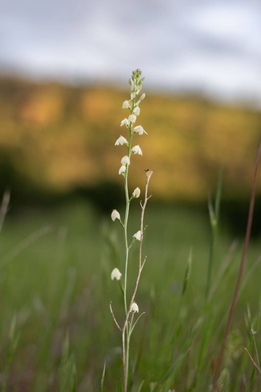 Hartwegs doll's lily captured near sunset