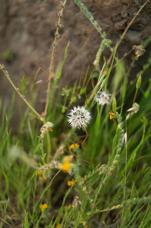 Dandelions in Upper Bidwell Park, 2013.