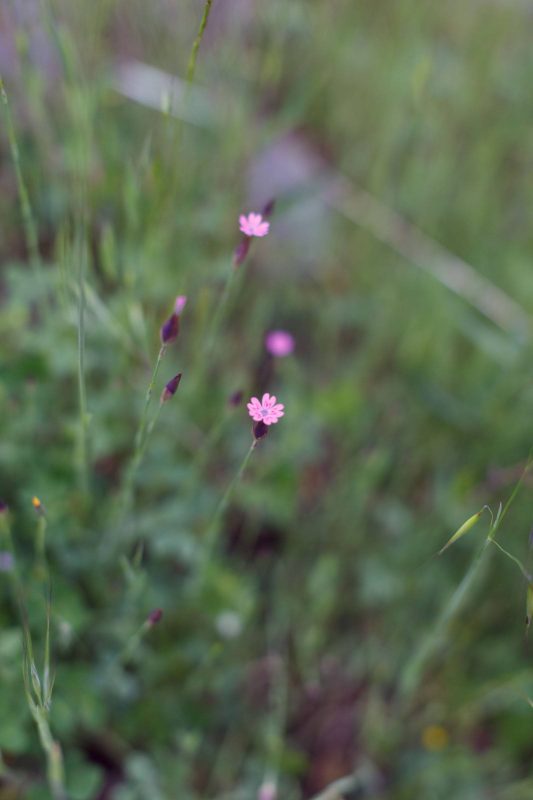 Tiny Grass pink