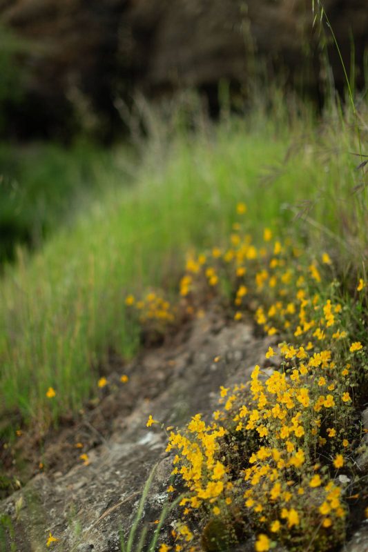 Monkey flower on a hillside