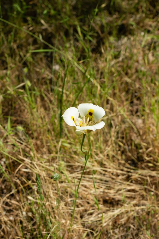 A single Mariposa lily, Upper Bidwell Park, 2013