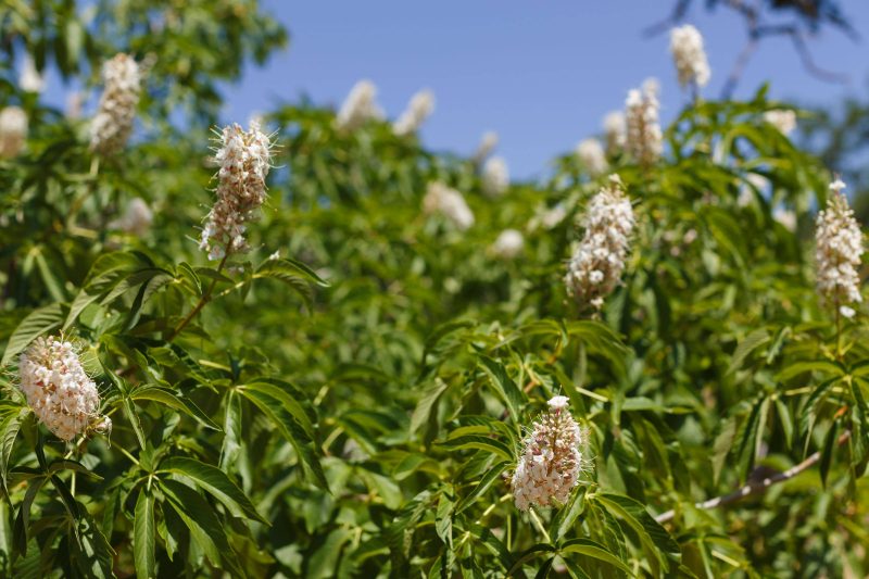 A view towards the sky viewing a California buckeye blooming.