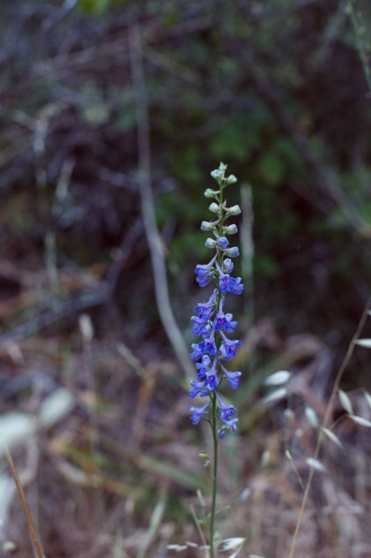 Blue larkspur in early bloom, 2013