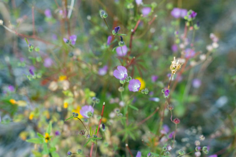 Checkerbloom wildflower bouquet of flowers and color in Upper Bidwell Park, 2013