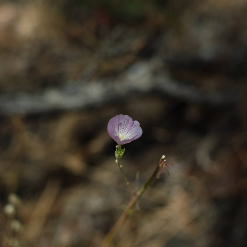 Pink wildflower, Upper Bidwell Park, 2023