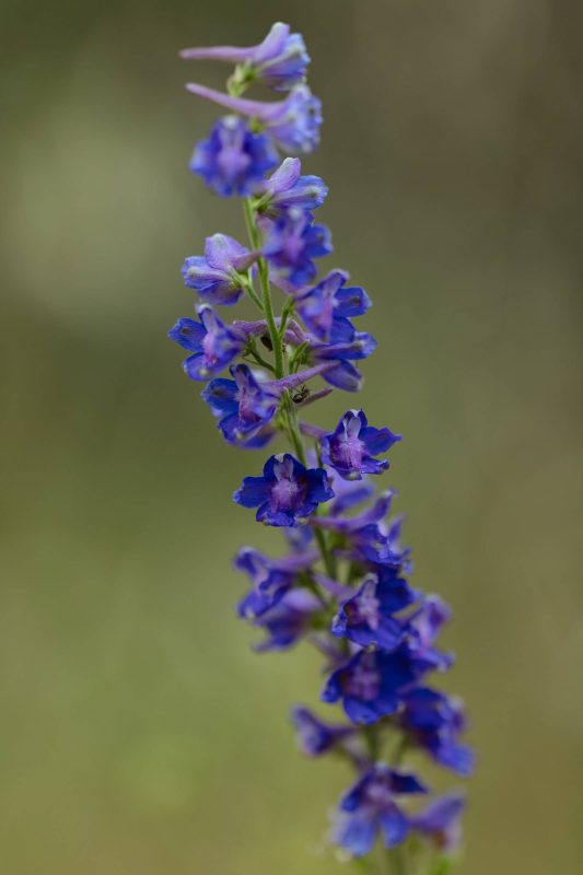 A blue - purple wildflower, Upper Bidwell Park, 2023