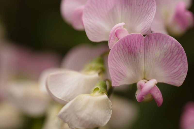 Up close pink wildflower with others in background, Upper Bidwell Park, 2023