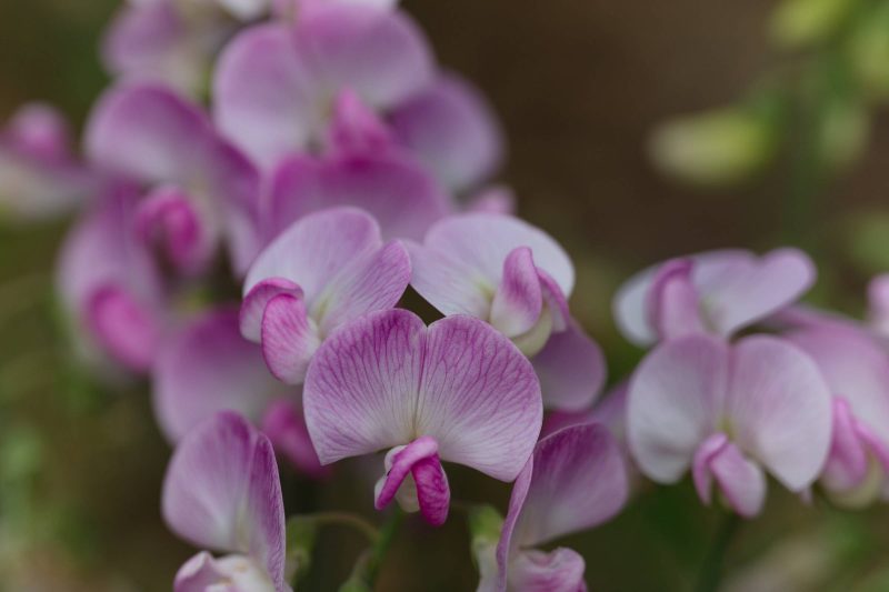 Up close pink wildflower with others in background, Upper Bidwell Park, 2023