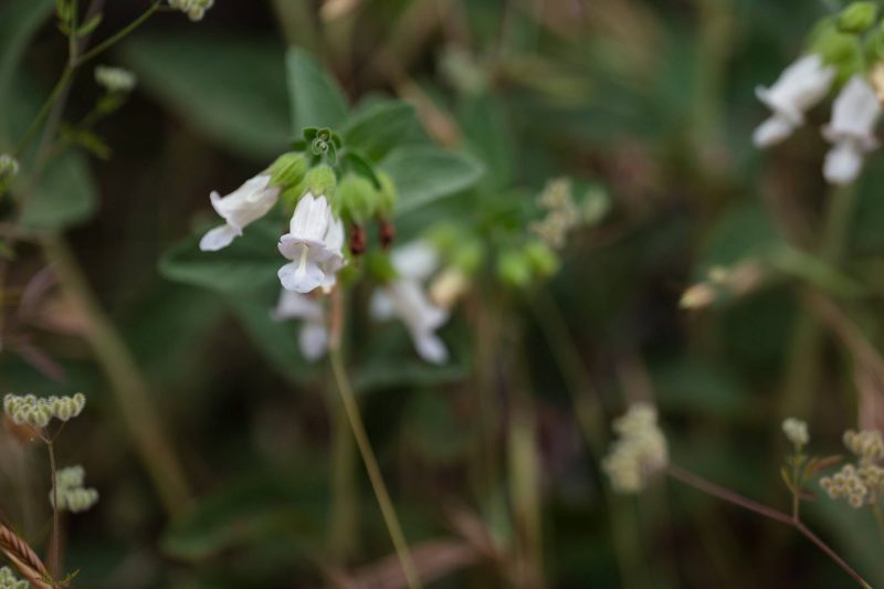 Up close with a white wildflower, others in background, Upper Bidwell Park, 2023